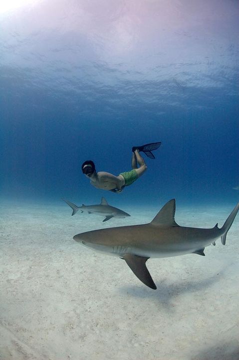 Tiburón, en las garras del hombre : Foto