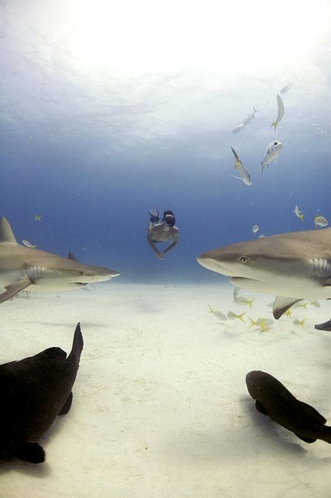 Tiburón, en las garras del hombre : Foto