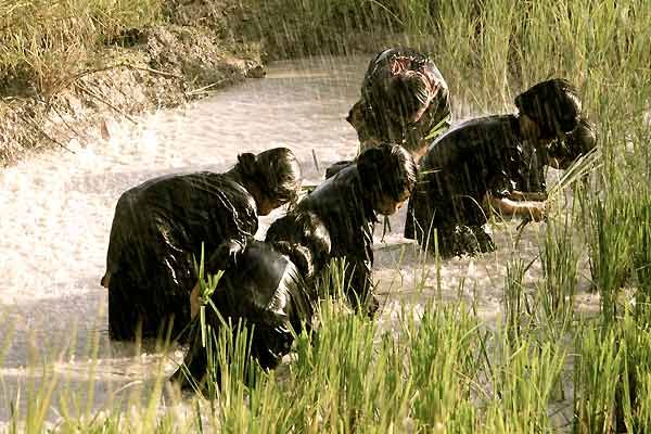 Foto Roshane Saidnattar