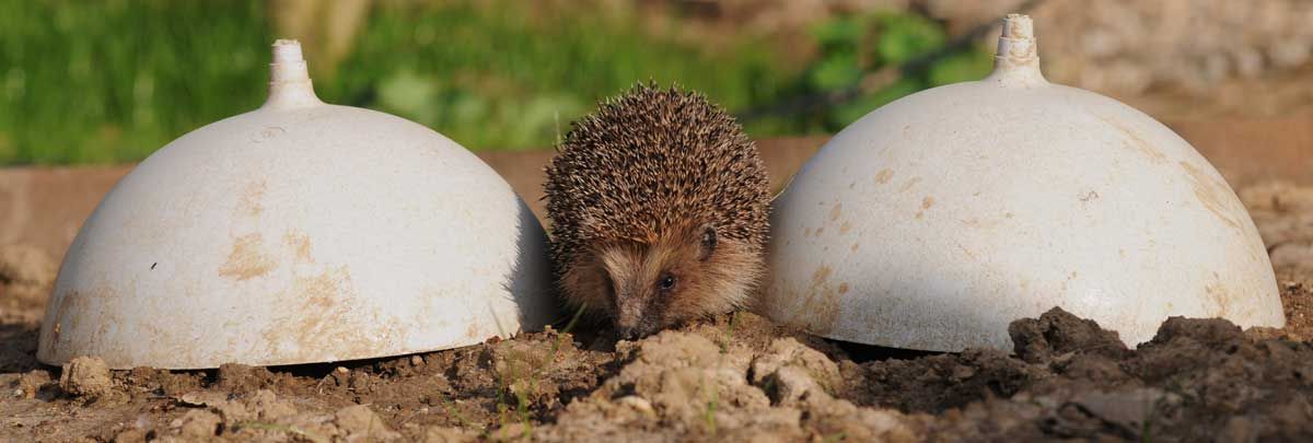 Foto Dominique Garing, Frédéric Goupil