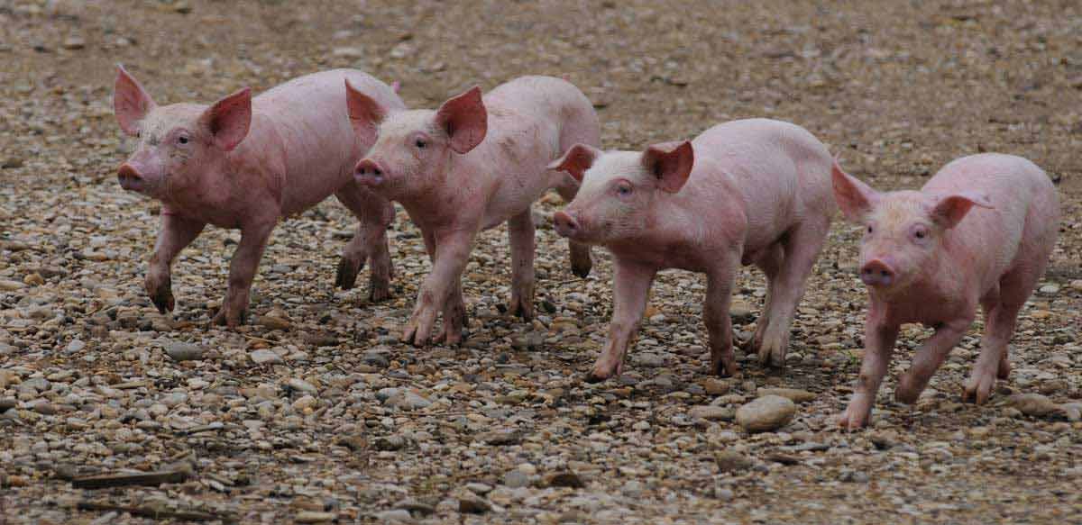 Foto Dominique Garing, Frédéric Goupil