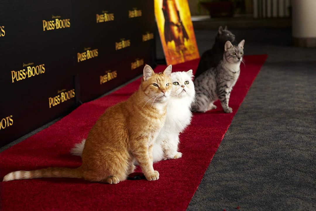 El gato con botas : Foto