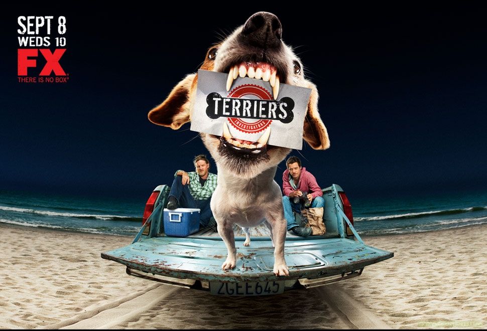 Terriers : Foto