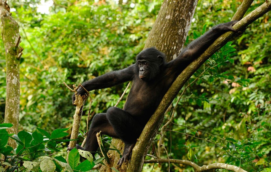 Bonobos : Foto