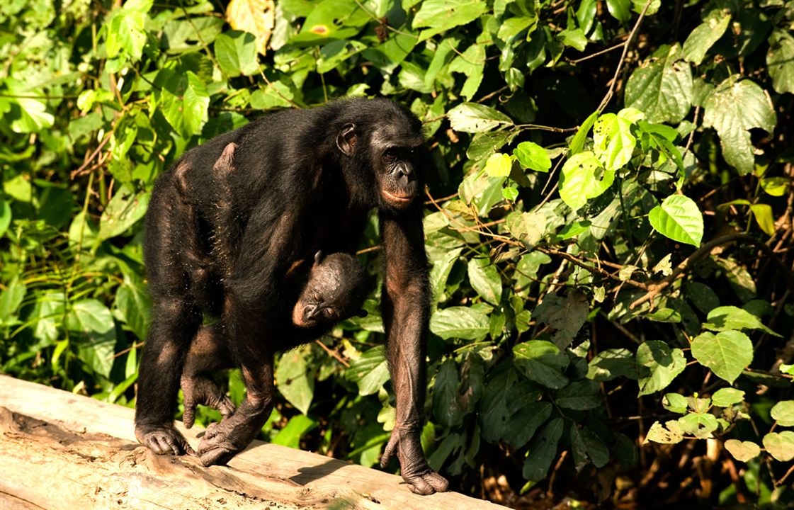 Bonobos : Foto