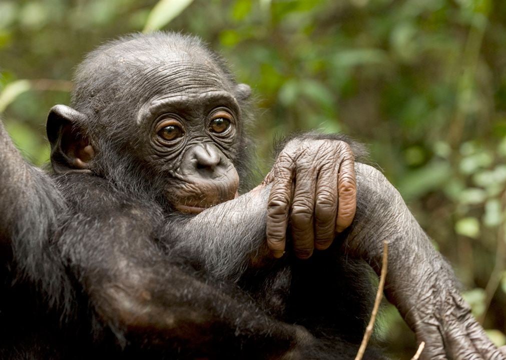 Bonobos : Foto