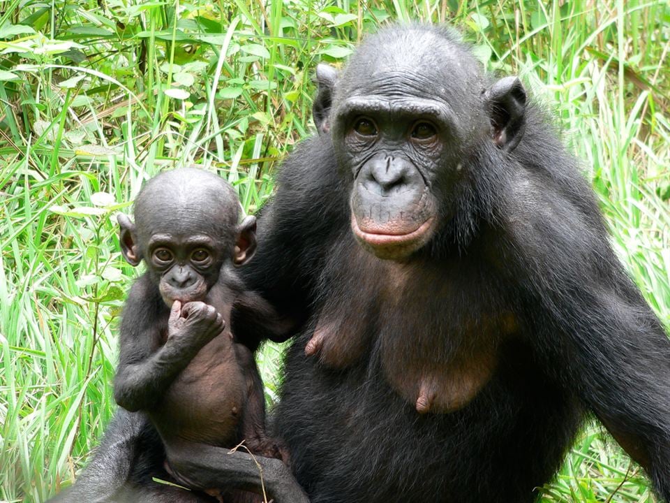 Bonobos : Foto