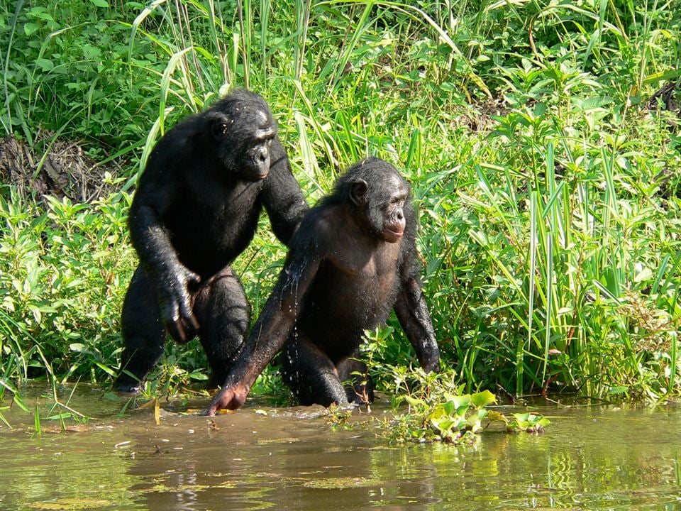 Bonobos : Foto