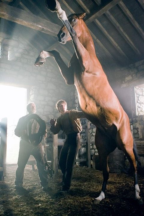 War Horse (Caballo de batalla) : Foto