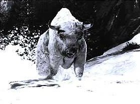 El desafío del búfalo blanco : Foto
