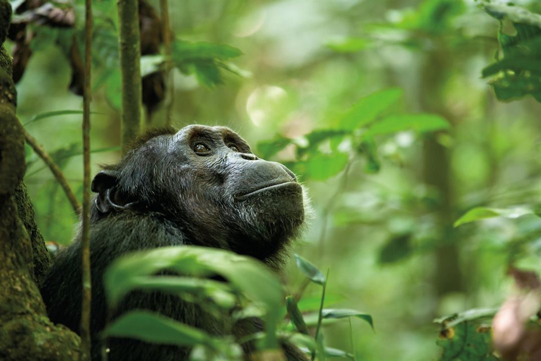 Chimpancés : Foto