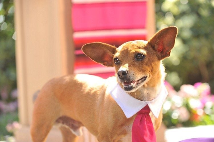 Un chihuahua en Beverly Hills 3: ¡Viva La Fiesta! : Foto