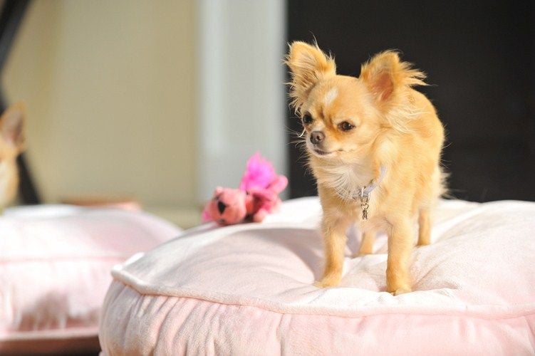 Un chihuahua en Beverly Hills 3: ¡Viva La Fiesta! : Foto