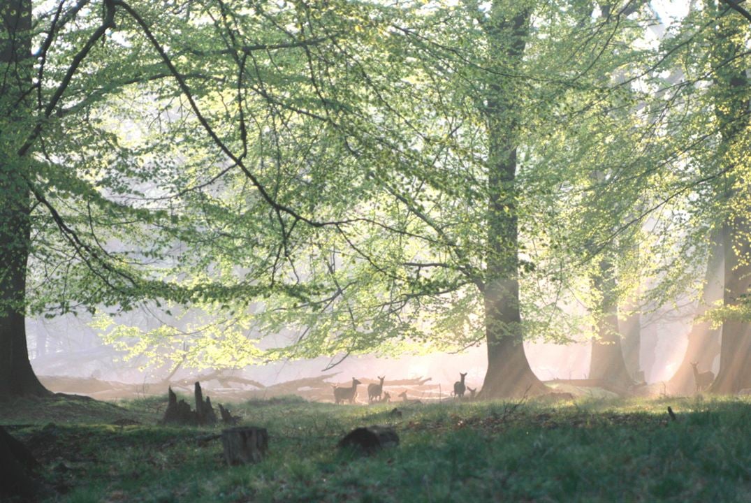 Das grüne Wunder - Unser Wald : Foto