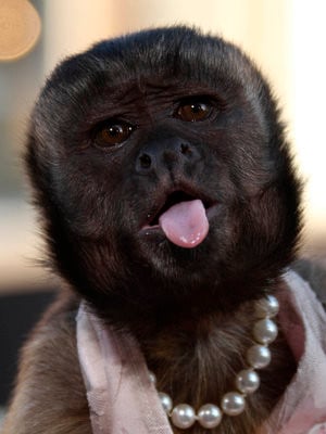 Cartel Crystal the Monkey