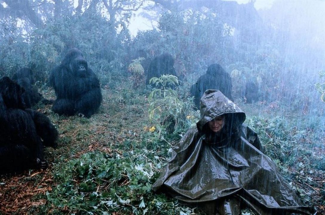 Gorilas en la niebla : Foto Sigourney Weaver