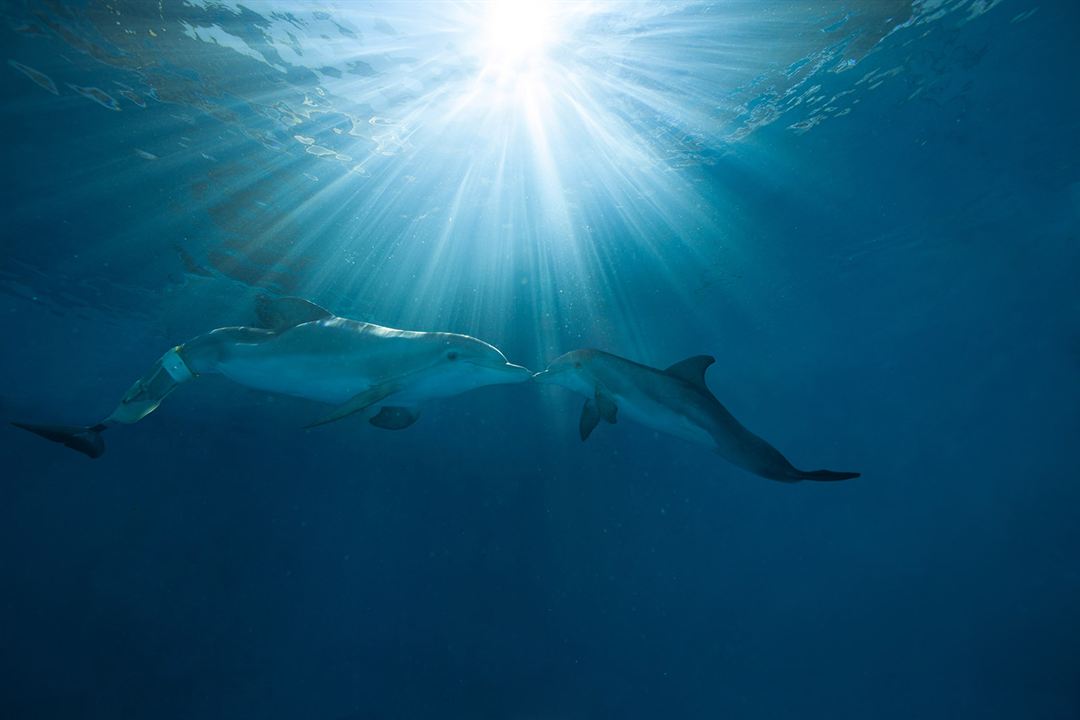 La gran aventura de Winter el delfín 2 : Foto