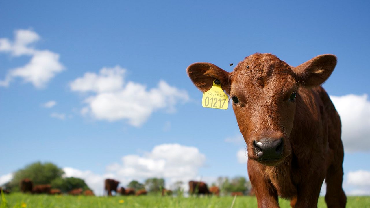 Vendrán tiempos mejores : Foto