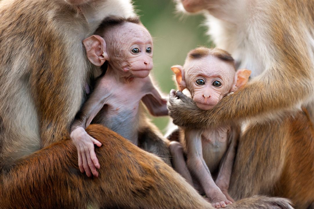 El reino de los monos : Foto