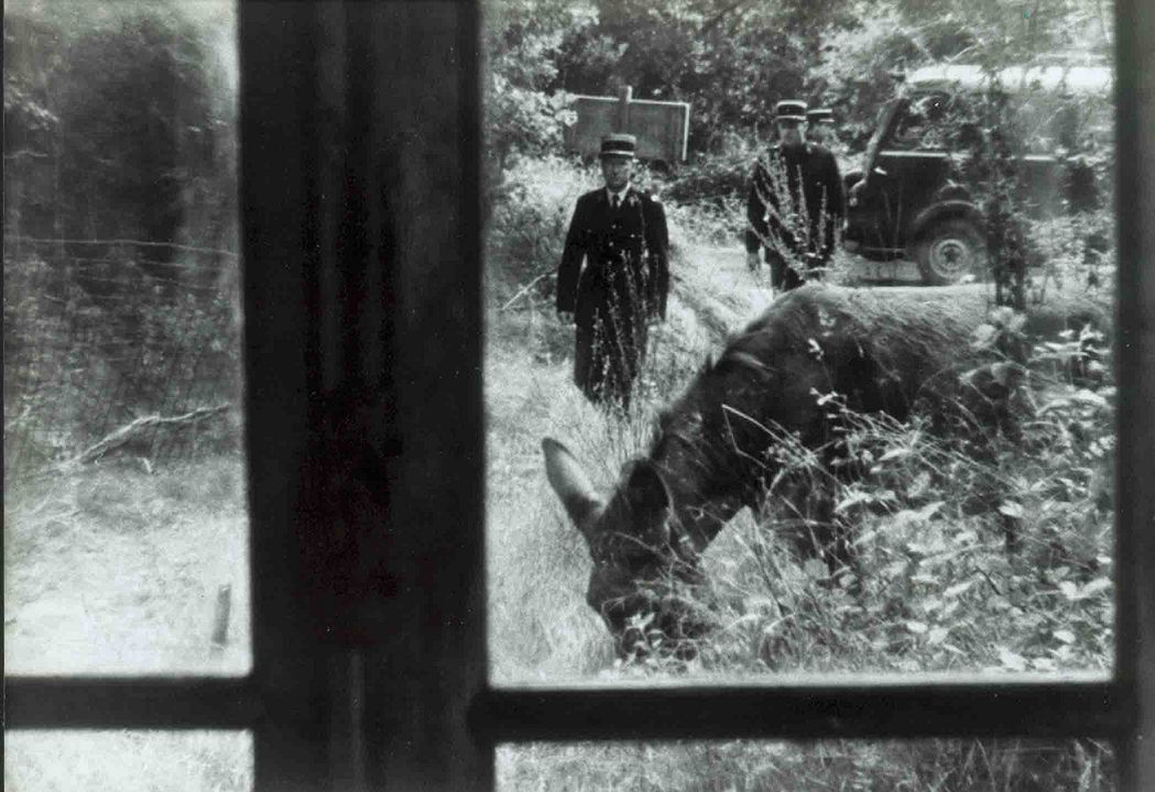 Al azar, Baltasar : Foto