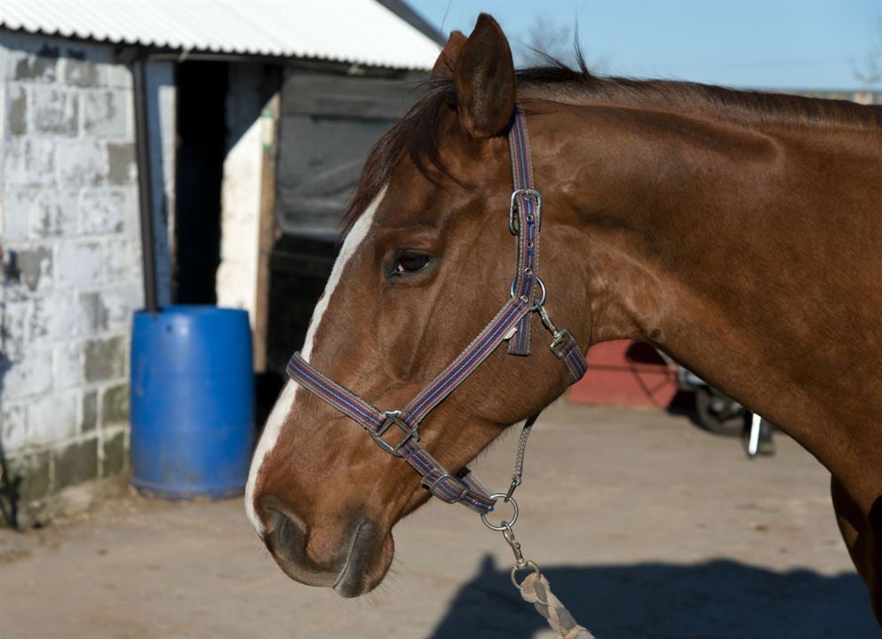 Caballo ganador : Foto