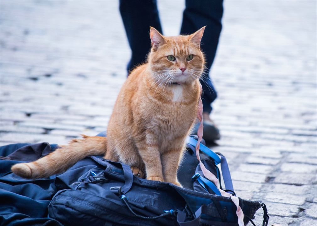 Un gato callejero llamado Bob : Foto