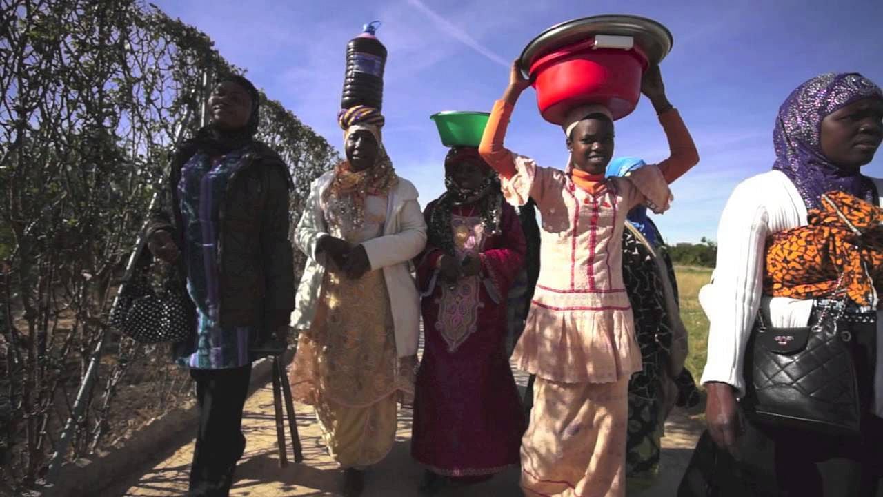 Manzanas, pollos y quimeras : Foto