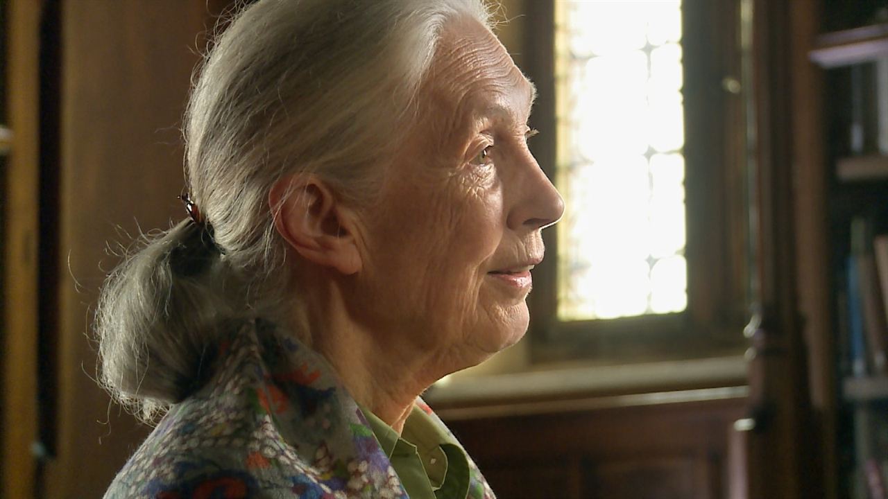 Foto Jane Goodall