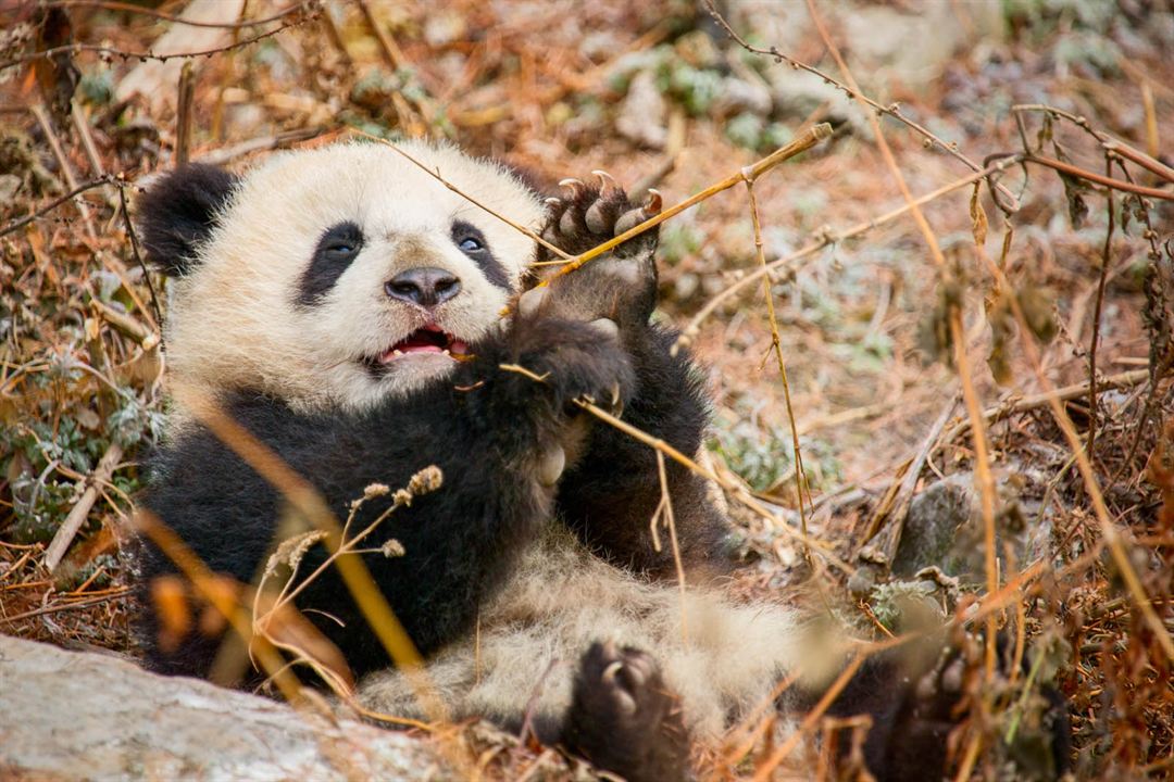 Nacidos en China : Foto