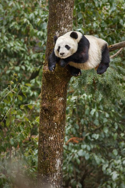 Nacidos en China : Foto