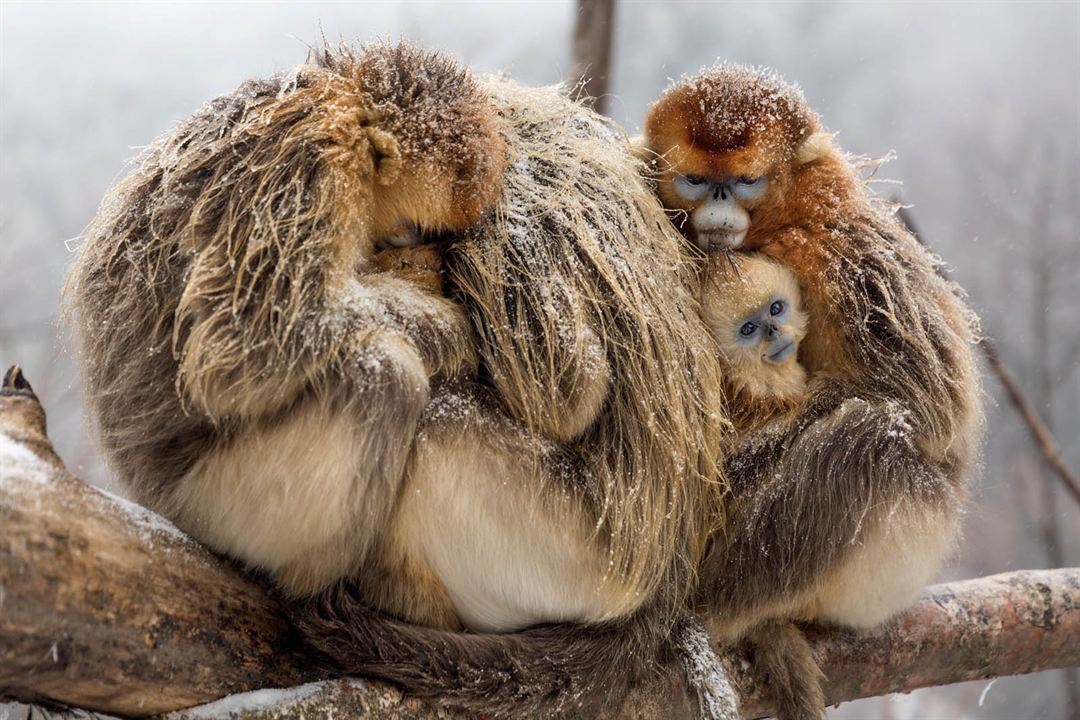 Nacidos en China : Foto