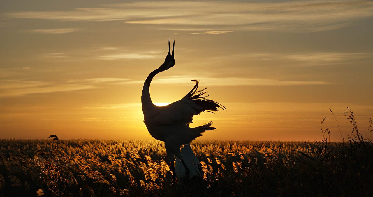 Nacidos en China : Foto