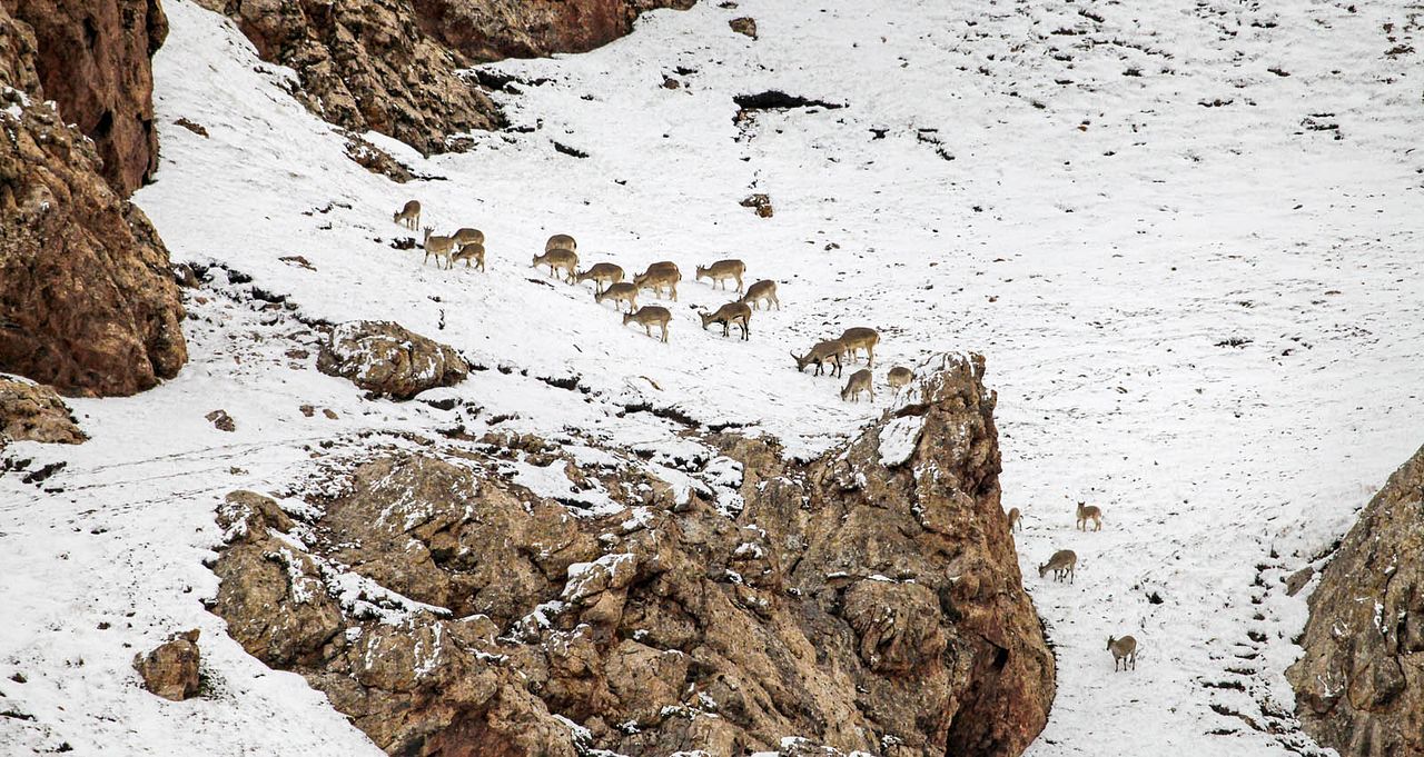 Nacidos en China : Foto