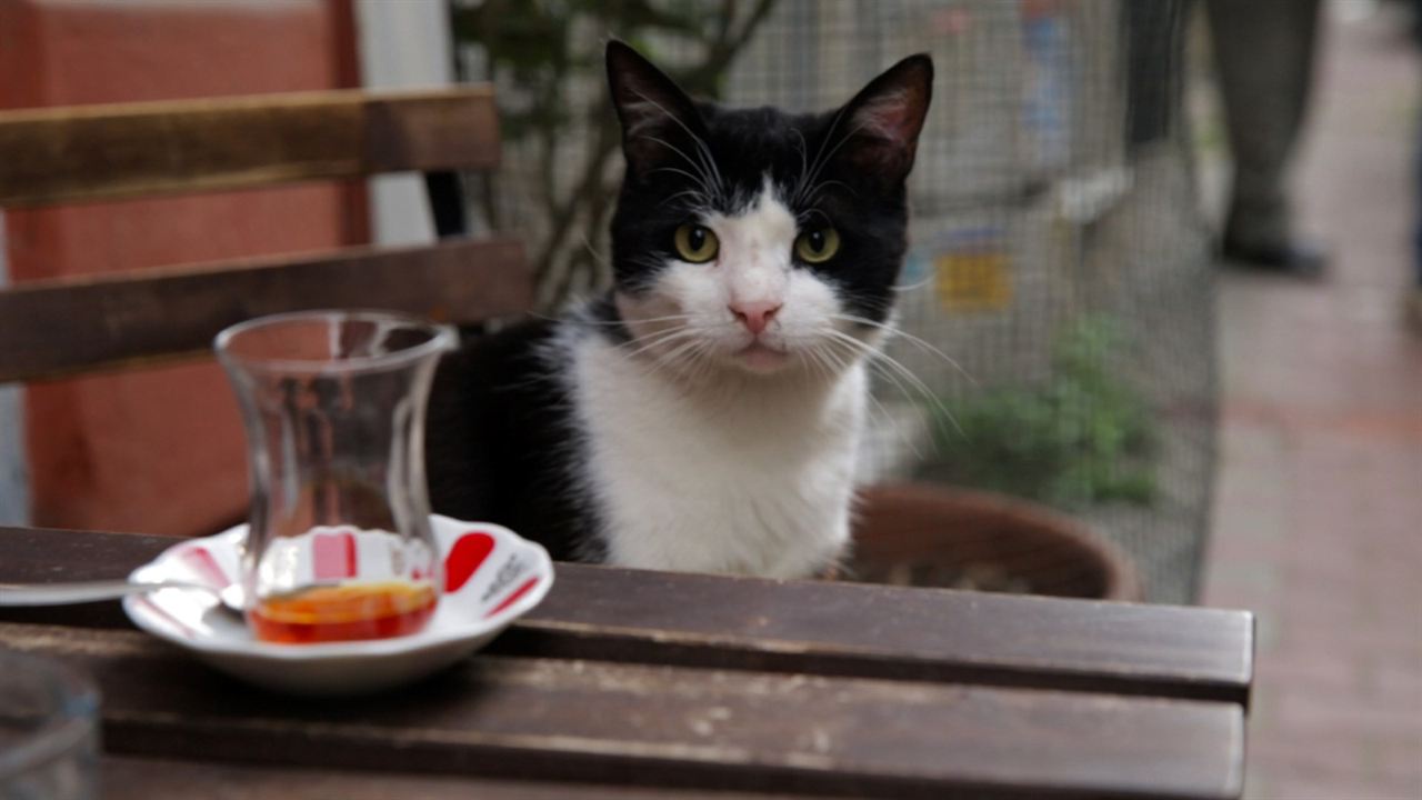 Kedi (Gatos de Estambul) : Foto