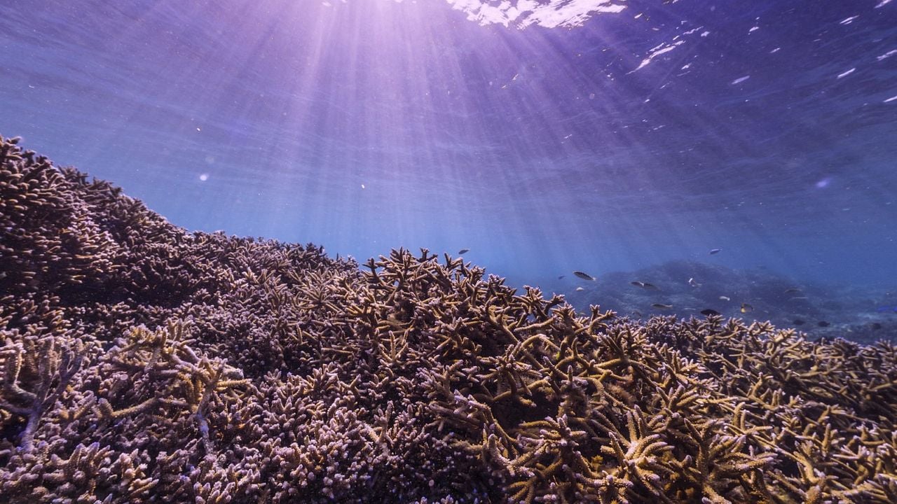 En busca del coral : Foto