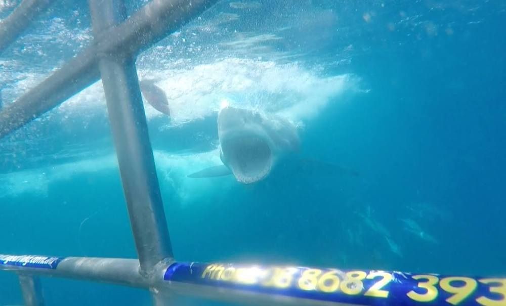 Open Water: Inmersión extrema : Couverture magazine