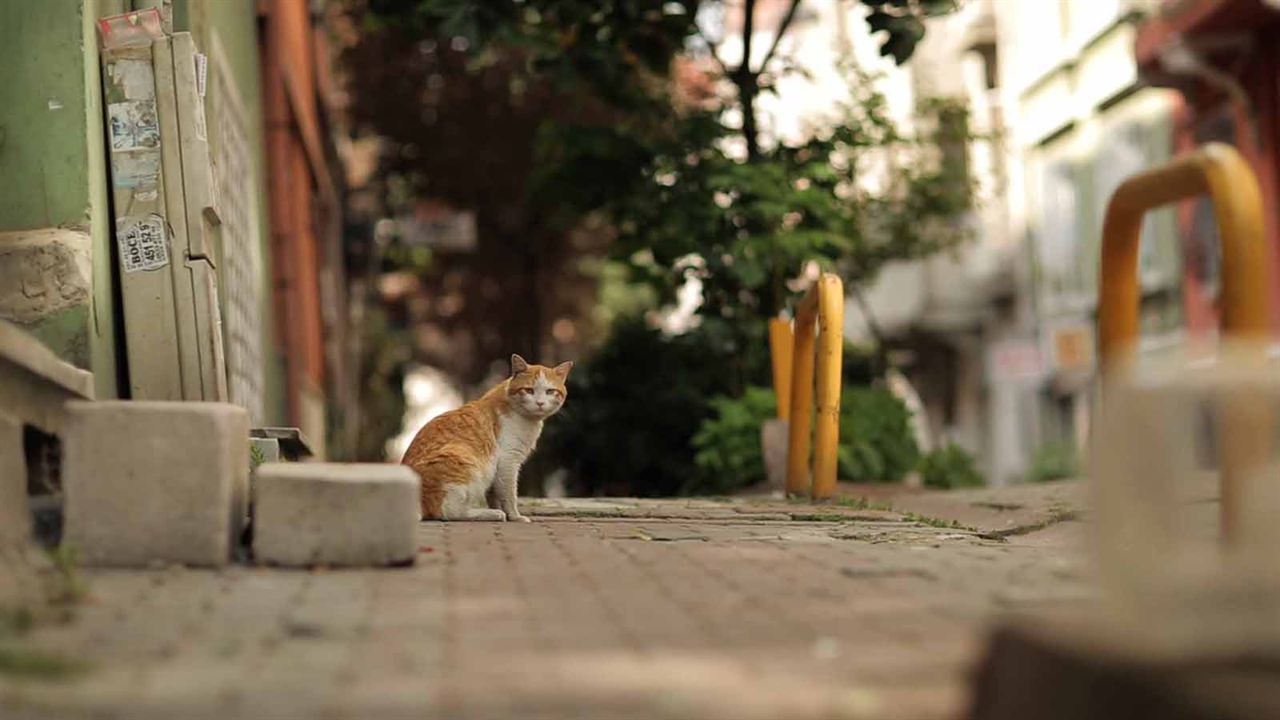 Kedi (Gatos de Estambul) : Foto