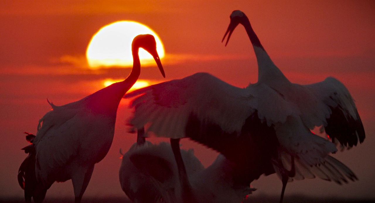 Earth: One Amazing Day : Foto