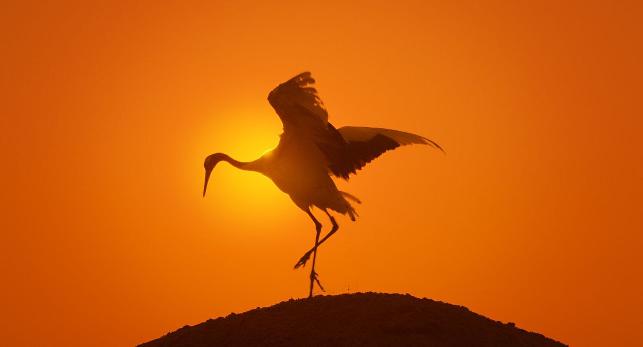 Earth: One Amazing Day : Foto