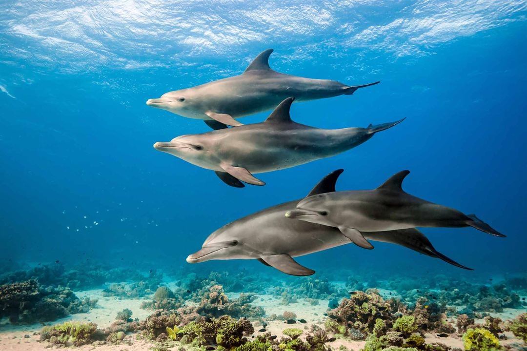 Delfines: La vida en el arrecife : Foto