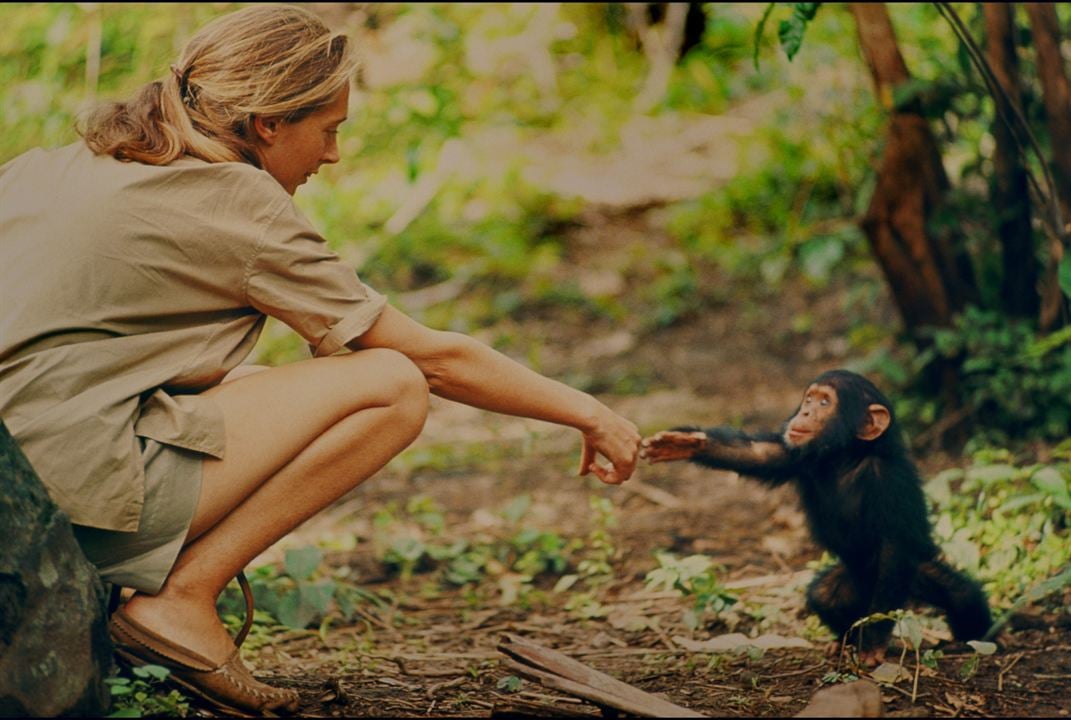 Jane : Foto Jane Goodall