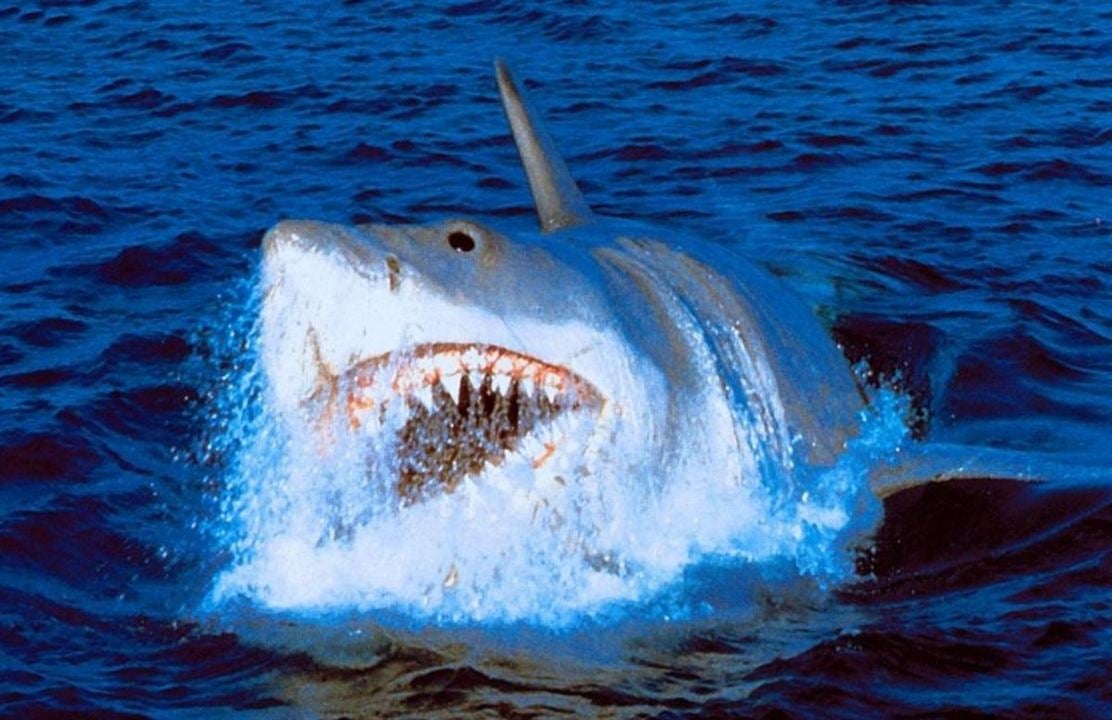 Tiburón, la venganza : Foto