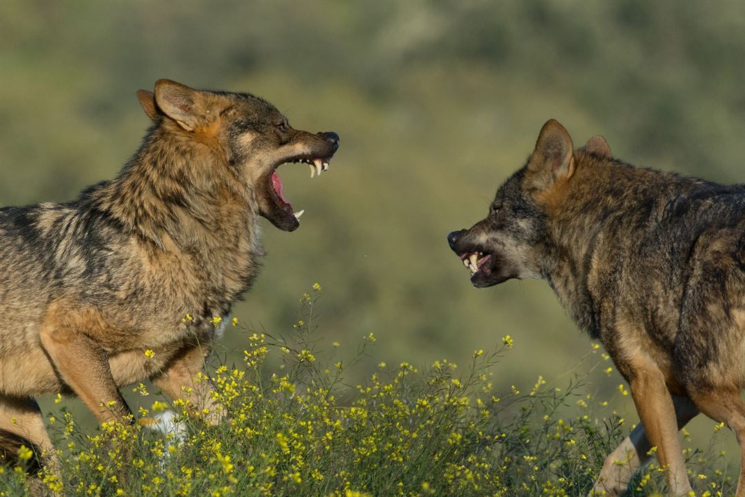 Barbacana, la huella del lobo : Foto