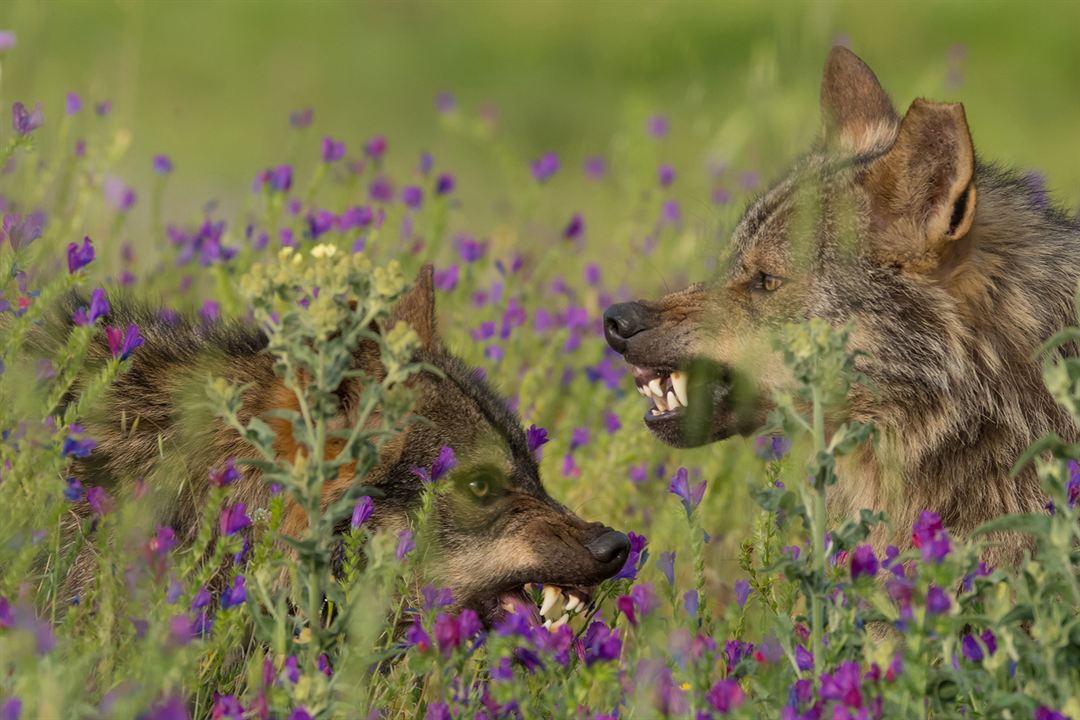 Barbacana, la huella del lobo : Foto