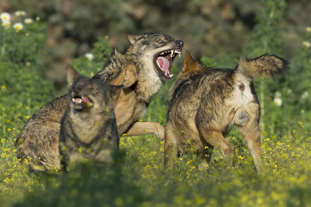 Barbacana, la huella del lobo : Foto