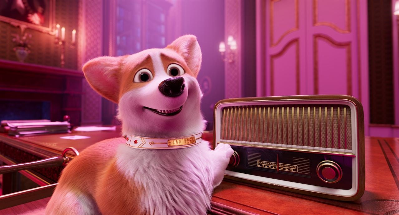 Corgi, las mascotas de la reina : Foto