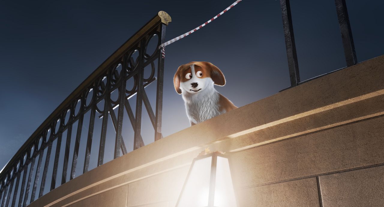 Corgi, las mascotas de la reina : Foto