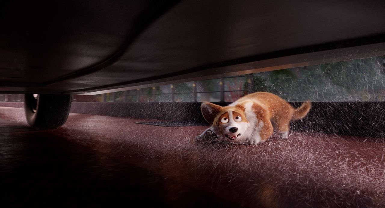 Corgi, las mascotas de la reina : Foto