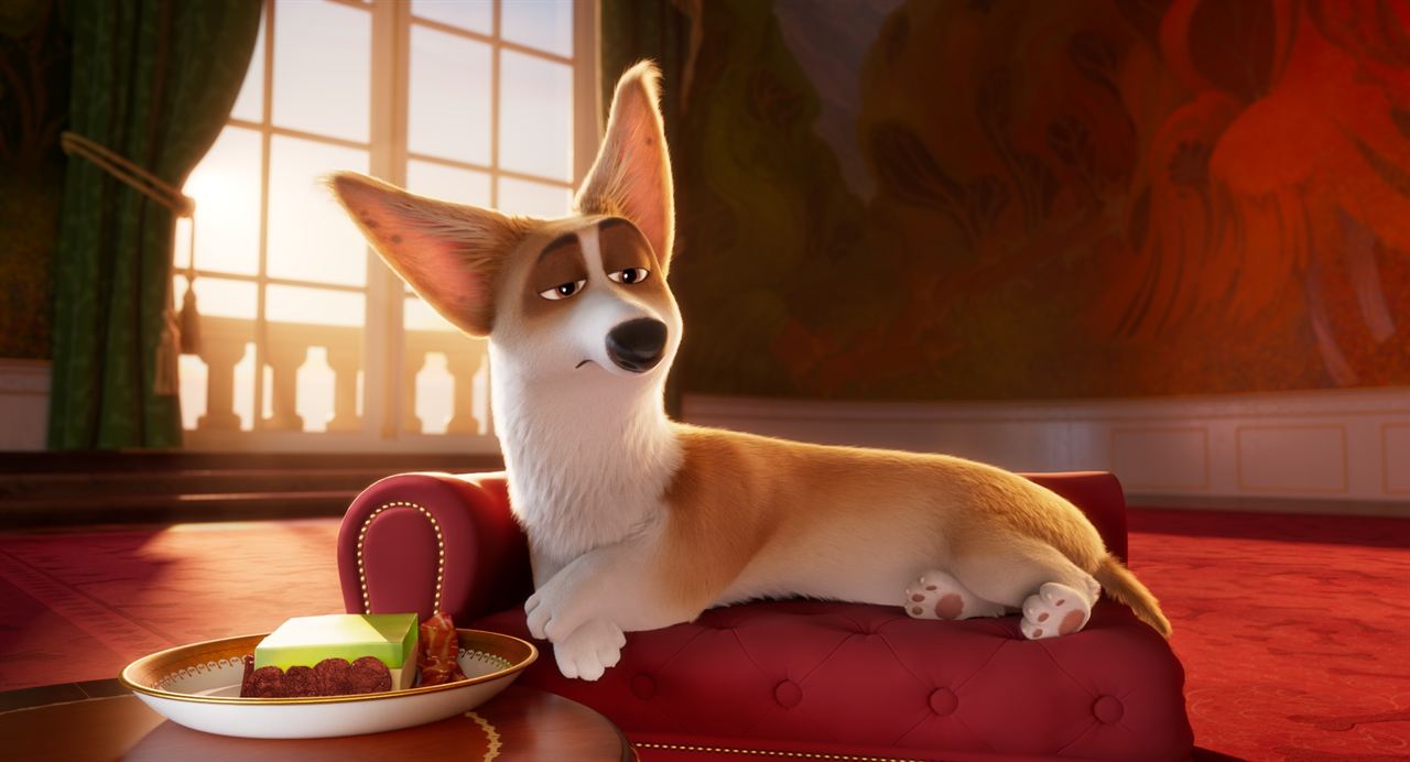 Corgi, las mascotas de la reina : Foto