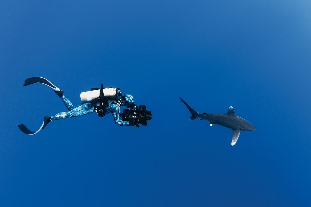 Sharkwater Extinction : Foto